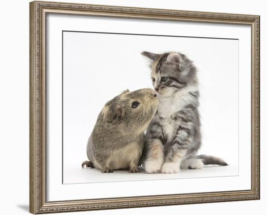 Guinea Pig and Maine Coon-Cross Kitten, 7 Weeks, Sniffing Each Other-Mark Taylor-Framed Photographic Print