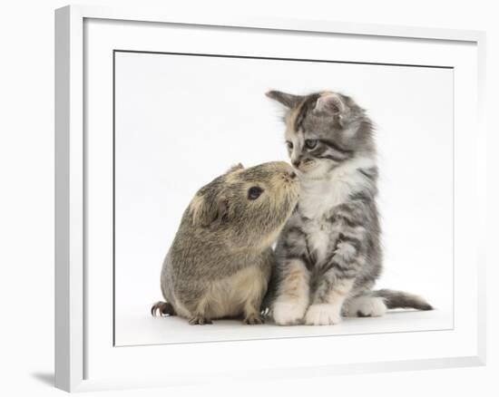 Guinea Pig and Maine Coon-Cross Kitten, 7 Weeks, Sniffing Each Other-Mark Taylor-Framed Photographic Print