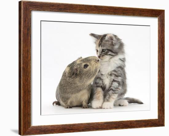 Guinea Pig and Maine Coon-Cross Kitten, 7 Weeks, Sniffing Each Other-Mark Taylor-Framed Photographic Print