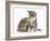 Guinea Pig and Maine Coon-Cross Kitten, 7 Weeks, Sniffing Each Other-Mark Taylor-Framed Photographic Print