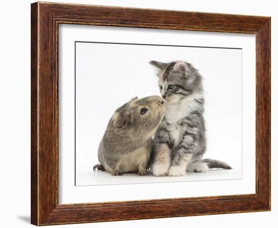 Guinea Pig and Maine Coon-Cross Kitten, 7 Weeks, Sniffing Each Other-Mark Taylor-Framed Photographic Print