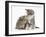 Guinea Pig and Maine Coon-Cross Kitten, 7 Weeks, Sniffing Each Other-Mark Taylor-Framed Photographic Print