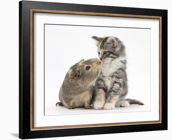 Guinea Pig and Maine Coon-Cross Kitten, 7 Weeks, Sniffing Each Other-Mark Taylor-Framed Photographic Print