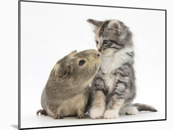 Guinea Pig and Maine Coon-Cross Kitten, 7 Weeks, Sniffing Each Other-Mark Taylor-Mounted Photographic Print