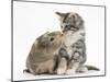 Guinea Pig and Maine Coon-Cross Kitten, 7 Weeks, Sniffing Each Other-Mark Taylor-Mounted Photographic Print