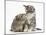 Guinea Pig and Maine Coon-Cross Kitten, 7 Weeks, Sniffing Each Other-Mark Taylor-Mounted Photographic Print