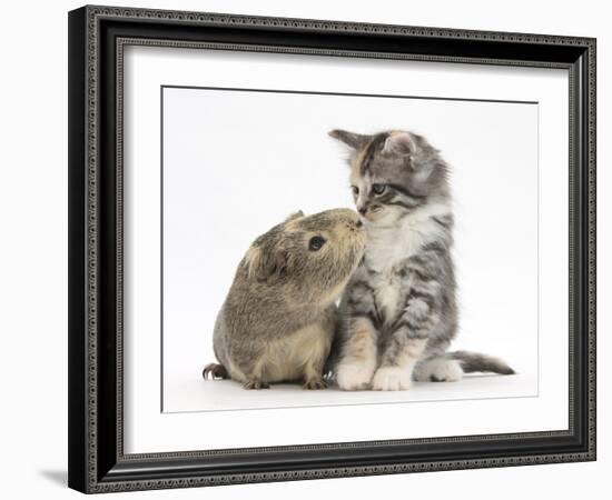 Guinea Pig and Maine Coon-Cross Kitten, 7 Weeks, Sniffing Each Other-Mark Taylor-Framed Photographic Print