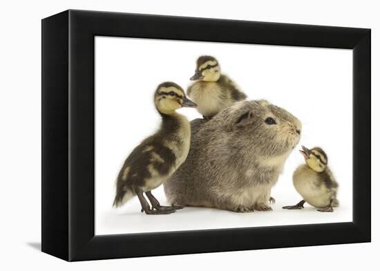 Guinea Pig and Three Mallard Ducklings-Mark Taylor-Framed Premier Image Canvas