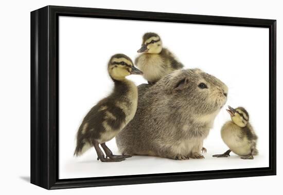 Guinea Pig and Three Mallard Ducklings-Mark Taylor-Framed Premier Image Canvas