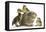 Guinea Pig and Three Mallard Ducklings-Mark Taylor-Framed Premier Image Canvas