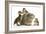 Guinea Pig and Three Mallard Ducklings-Mark Taylor-Framed Photographic Print