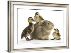Guinea Pig and Three Mallard Ducklings-Mark Taylor-Framed Photographic Print