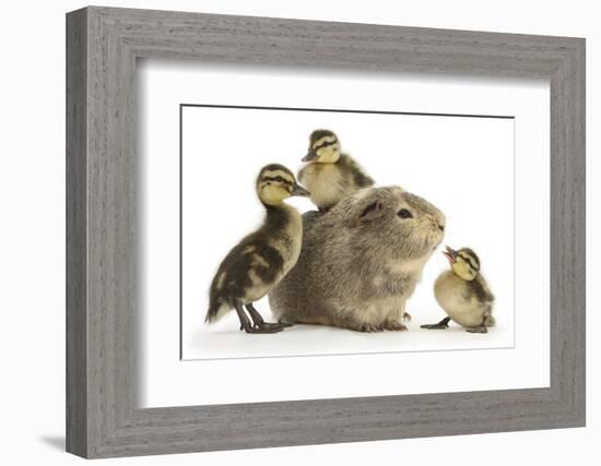 Guinea Pig and Three Mallard Ducklings-Mark Taylor-Framed Photographic Print