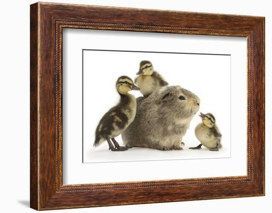 Guinea Pig and Three Mallard Ducklings-Mark Taylor-Framed Photographic Print