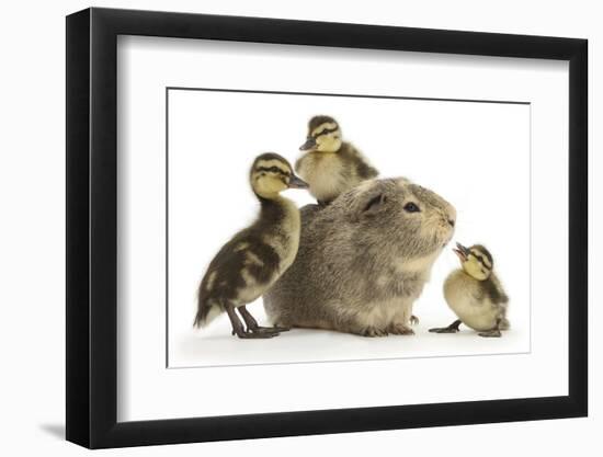 Guinea Pig and Three Mallard Ducklings-Mark Taylor-Framed Photographic Print