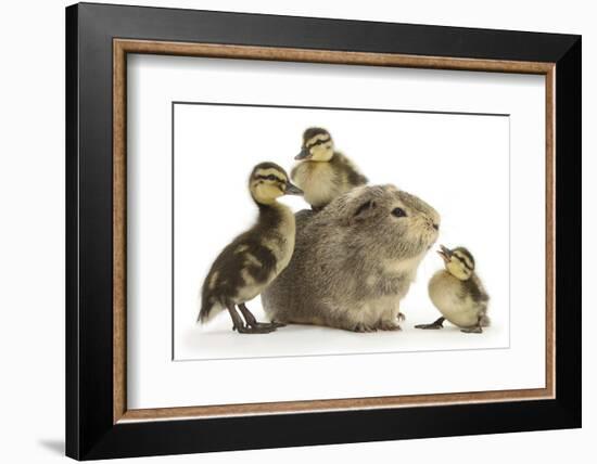 Guinea Pig and Three Mallard Ducklings-Mark Taylor-Framed Photographic Print