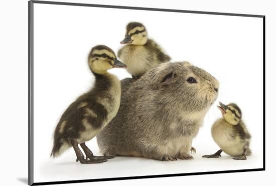 Guinea Pig and Three Mallard Ducklings-Mark Taylor-Mounted Photographic Print