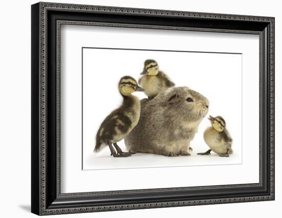 Guinea Pig and Three Mallard Ducklings-Mark Taylor-Framed Photographic Print