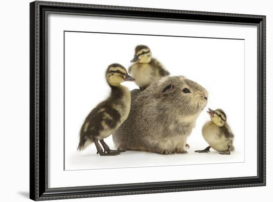 Guinea Pig and Three Mallard Ducklings-Mark Taylor-Framed Photographic Print