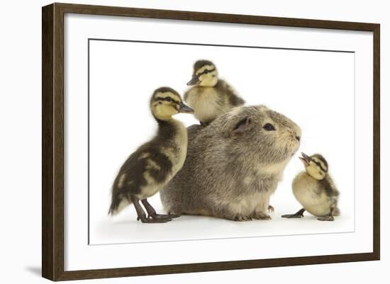 Guinea Pig and Three Mallard Ducklings-Mark Taylor-Framed Photographic Print