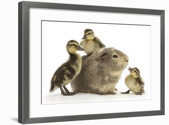 Guinea Pig and Three Mallard Ducklings-Mark Taylor-Framed Photographic Print