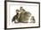 Guinea Pig and Three Mallard Ducklings-Mark Taylor-Framed Photographic Print