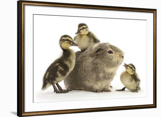 Guinea Pig and Three Mallard Ducklings-Mark Taylor-Framed Photographic Print