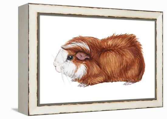 Guinea Pig (Cavia Cobaya), Mammals-Encyclopaedia Britannica-Framed Stretched Canvas