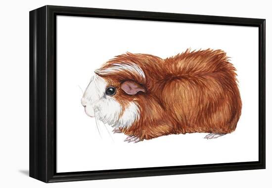 Guinea Pig (Cavia Cobaya), Mammals-Encyclopaedia Britannica-Framed Stretched Canvas