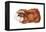 Guinea Pig (Cavia Cobaya), Mammals-Encyclopaedia Britannica-Framed Stretched Canvas