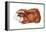 Guinea Pig (Cavia Cobaya), Mammals-Encyclopaedia Britannica-Framed Stretched Canvas