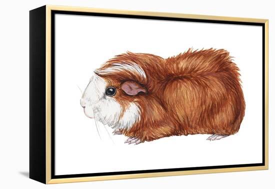 Guinea Pig (Cavia Cobaya), Mammals-Encyclopaedia Britannica-Framed Stretched Canvas