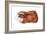 Guinea Pig (Cavia Cobaya), Mammals-Encyclopaedia Britannica-Framed Art Print