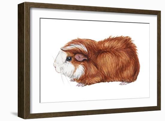 Guinea Pig (Cavia Cobaya), Mammals-Encyclopaedia Britannica-Framed Art Print