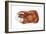 Guinea Pig (Cavia Cobaya), Mammals-Encyclopaedia Britannica-Framed Art Print