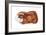 Guinea Pig (Cavia Cobaya), Mammals-Encyclopaedia Britannica-Framed Art Print