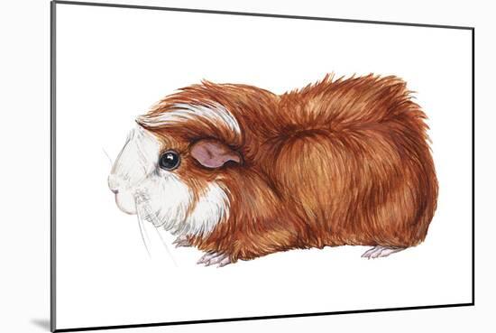 Guinea Pig (Cavia Cobaya), Mammals-Encyclopaedia Britannica-Mounted Art Print