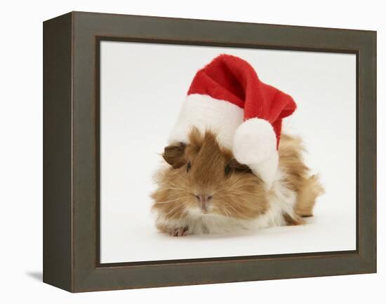 Guinea-Pig Wearing a Father Christmas Hat-Mark Taylor-Framed Premier Image Canvas