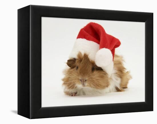 Guinea-Pig Wearing a Father Christmas Hat-Mark Taylor-Framed Premier Image Canvas