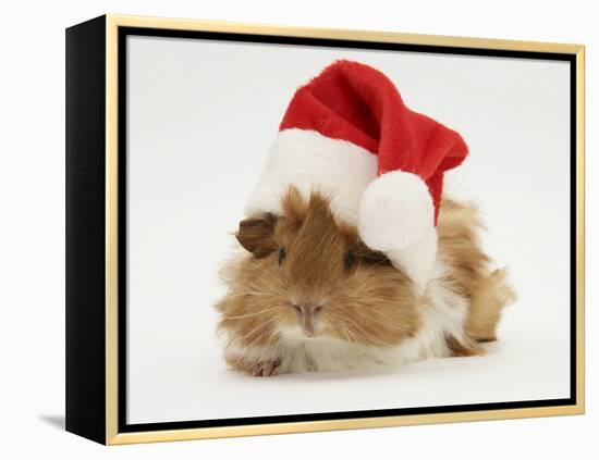 Guinea-Pig Wearing a Father Christmas Hat-Mark Taylor-Framed Premier Image Canvas