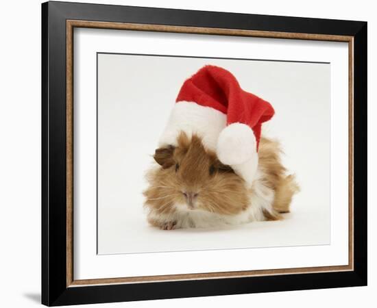 Guinea-Pig Wearing a Father Christmas Hat-Mark Taylor-Framed Photographic Print