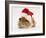 Guinea-Pig Wearing a Father Christmas Hat-Mark Taylor-Framed Photographic Print