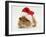 Guinea-Pig Wearing a Father Christmas Hat-Mark Taylor-Framed Photographic Print