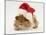 Guinea-Pig Wearing a Father Christmas Hat-Mark Taylor-Mounted Photographic Print