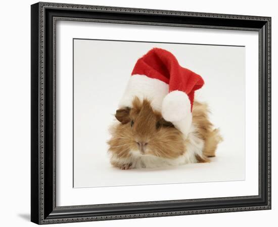 Guinea-Pig Wearing a Father Christmas Hat-Mark Taylor-Framed Photographic Print