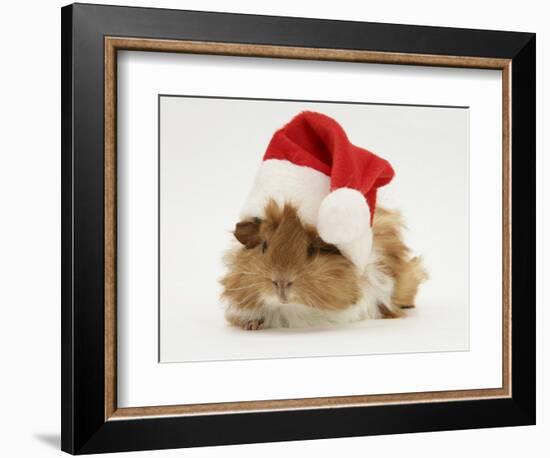 Guinea-Pig Wearing a Father Christmas Hat-Mark Taylor-Framed Photographic Print