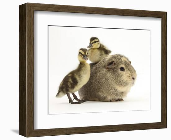 Guinea Pig with Two Mallard Ducklings, One Sitting on its Back-Mark Taylor-Framed Photographic Print