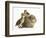 Guinea Pig with Two Mallard Ducklings, One Sitting on its Back-Mark Taylor-Framed Photographic Print