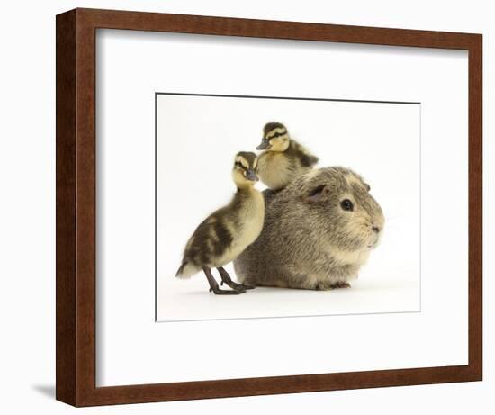 Guinea Pig with Two Mallard Ducklings, One Sitting on its Back-Mark Taylor-Framed Photographic Print