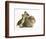 Guinea Pig with Two Mallard Ducklings, One Sitting on its Back-Mark Taylor-Framed Photographic Print